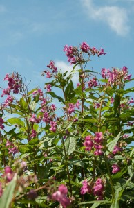 Fight against Alien Invaders (11th May 2011)