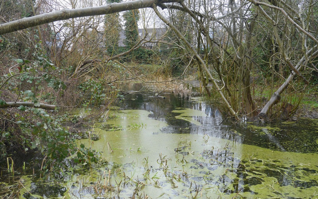 Dacres Wood Nature Reserve