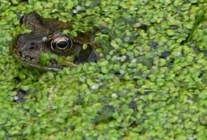 Stand by for Action! (27th June 2007)