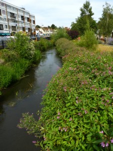 Qwag AGM – Pesky Plants and how to avoid them! – 16th March