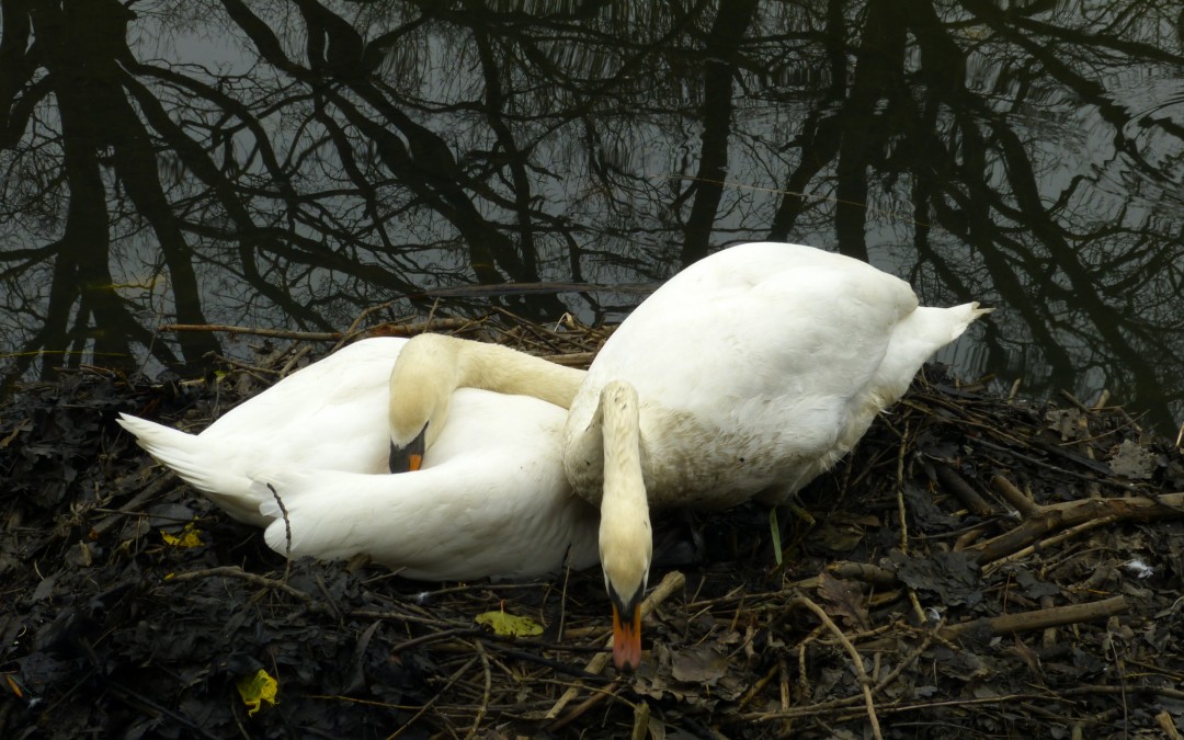 Swans
