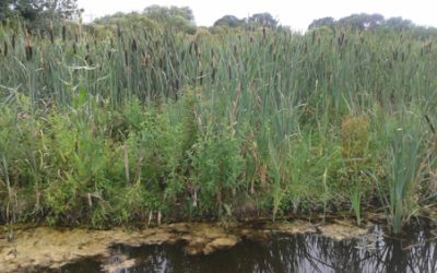 Wednesday 15 March 7.45pm (ONLINE) : AGM + The Thames, Wetlands and Aquatic Plants