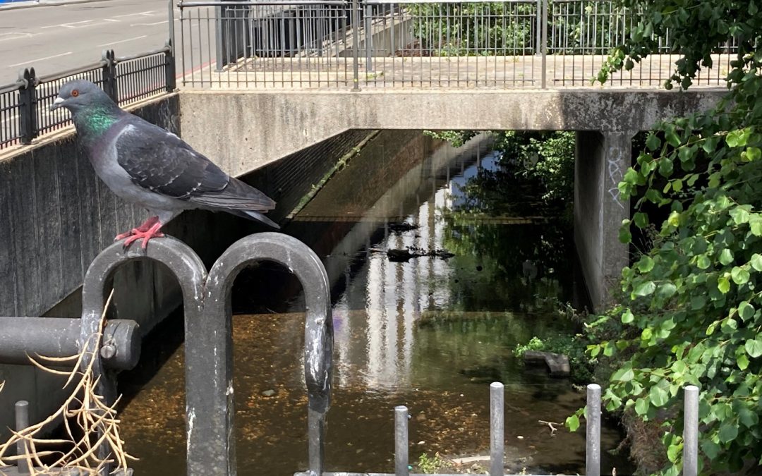 Wednesday, 20 September 2023, 7.45pm online: Following the Upper Kid Brook – Take a virtual tour with John Causer