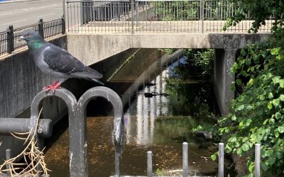 Wednesday, 20 September 2023, 7.45pm online: Following the Upper Kid Brook – Take a virtual tour with John Causer